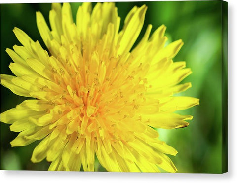 Dandelion - Canvas Print