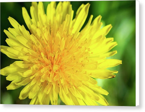 Dandelion - Canvas Print