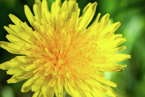 Dandelion - Art Print