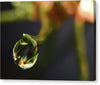 Water Droplet - Canvas Print